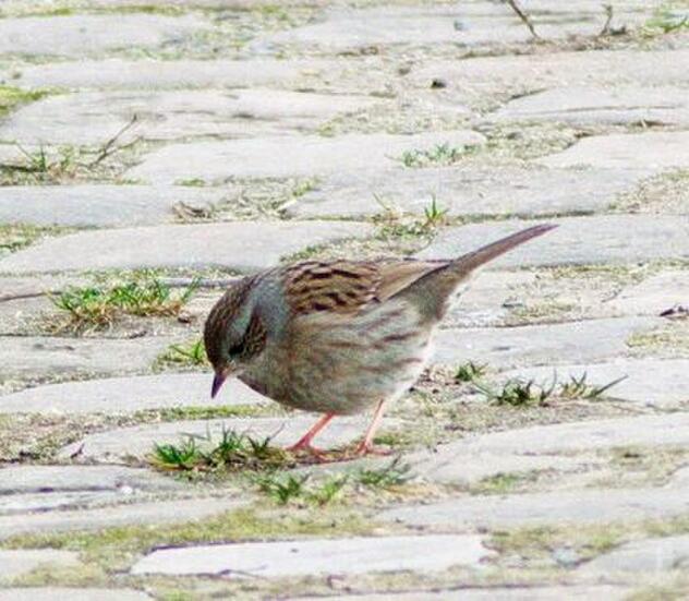 Birdwatching tour